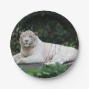 Suche nach weiße tiger teller Katze
