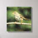 Suche nach spatz leinwandbilder Drucken