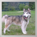 Suche nach alaskan malamute poster Husky