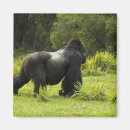 Suche nach ruanda magnete Pflanzenfresser