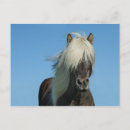 Suche nach icelande postkarten Horse