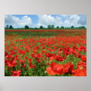 Suche nach mohnblumen poster Feld