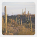 Suche nach sonoran aufkleber Arizona