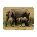 Suche nach afrikanische elefanten magnete Kalb