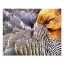Suche nach niedliche ente poster Natur