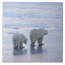 Suche nach eisbär fliesen Horizontal