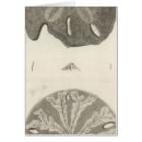 Suche nach stachelhäuter postkarten Ansicht