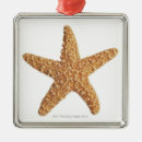 Suche nach unterwasser ornamente Strand
