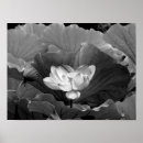 Suche nach lotus blüte poster Lotos
