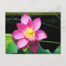 Suche nach rosa lilie postkarten Foto