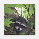Suche nach waschbär magnete Baum