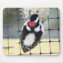 Suche nach spechte mousepads Naturfotografie