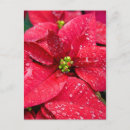 Suche nach poinsetta Weihnachten