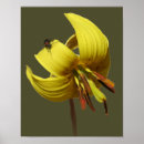 Suche nach forellen poster Natur