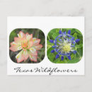 Suche nach texas wildblumen Rot