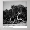 Suche nach ansel adams poster Natur
