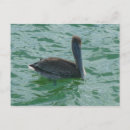 Suche nach pelikan Vogel
