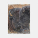 Suche nach amerikanischer bison Stier