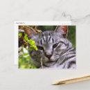 Suche nach katzenbilder postkarten Katzenpostkarte