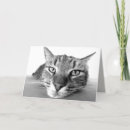 Suche nach katzenaugen karten Kätzchen