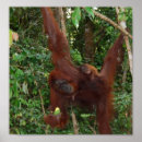 Suche nach wildes kind poster Für alle