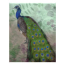 Suche nach pfau foto poster Grün