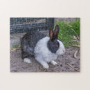 Suche nach weißes kaninchen puzzle Tiere