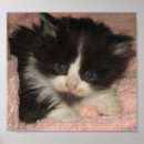 Suche nach maine coon kitten poster Kätzchen