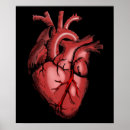 Suche nach anatomische poster Anatomie