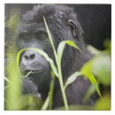 Suche nach gras ist grüner fliesen Tierwelt