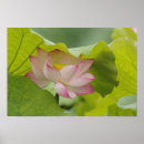 Suche nach china poster Lotus