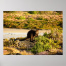 Suche nach wallaby poster Känguru