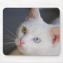 Suche nach katzen mit grünen augen mousepads Weiß