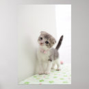 Suche nach scottish fold poster Schottenfalte