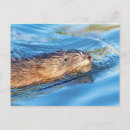 Suche nach reserven postkarten Tiere