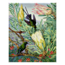 Suche nach vintages südafrika poster Blume