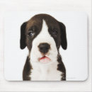 Suche nach harlekin mousepads Great dane