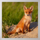 Suche nach baby fox poster Wildtiere