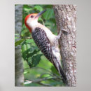 Suche nach specht poster Natur