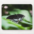 Suche nach schwalbenschwanz Fotografie