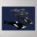 Suche nach killer whale poster Blau