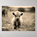 Suche nach scottish poster Blume