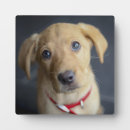 Suche nach golden retriever fotoplatten Haustiere