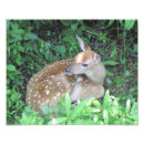 Suche nach kitz poster Wild lebende tiere