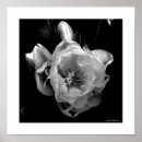 Suche nach weiße blume auf schwarzem hintergrund poster Natur