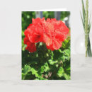 Suche nach pelargonie karten Blume