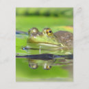 Suche nach grüner frosch einladungen Frösche