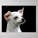 Suche nach schwarze chihuahua poster Jede person