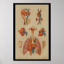 Suche nach menschliche lungen poster Anatomie