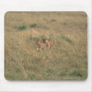 Suche nach löwen mousepads Kenia